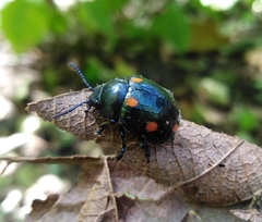 Labidomera suturella