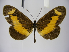 Acraea oberthueri