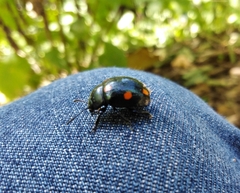 Labidomera suturella