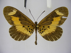 Acraea oberthueri