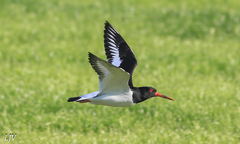Haematopus ostralegus