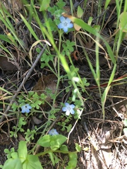 Nemophila menziesii