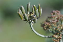 Lomatium columbianum