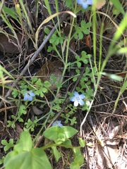 Nemophila menziesii