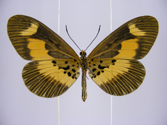 Acraea oberthueri