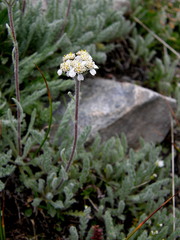 Achillea nana