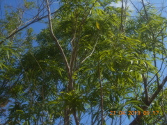 Thouinidium decandrum