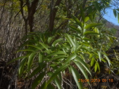 Thouinidium decandrum