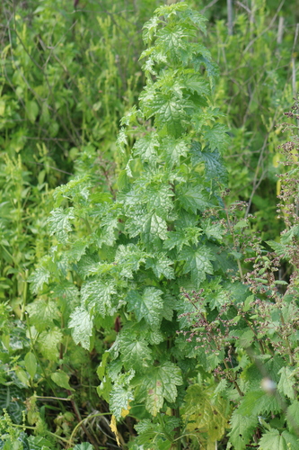 Moluccella spinosa, photograph 2