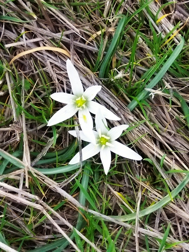 Ornithogalum sigmoideum, photograph 6