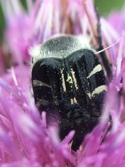 Trichiotinus texanus