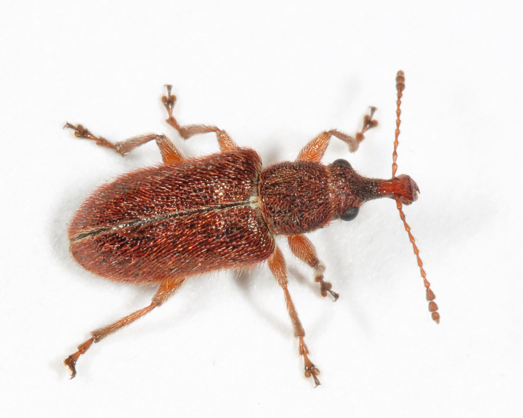 Cimberis elongata