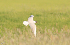 Chroicocephalus ridibundus