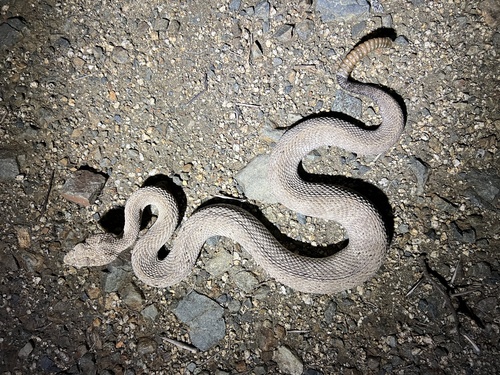 Aruba Island Rattlesnake