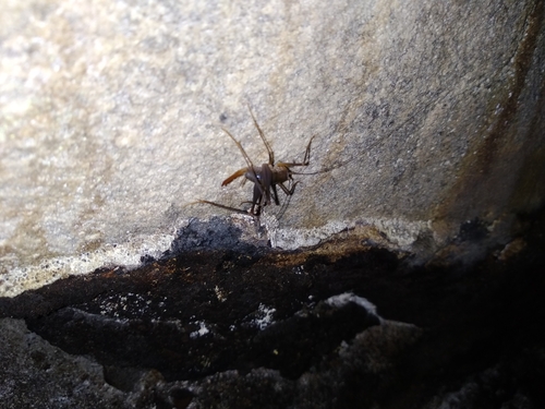 Photo of Table Mountain Cave Cricket (Spelaeiacris tabulae)