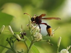 Delta pyriforme pyriforme