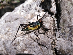 Pterophylla beltrani