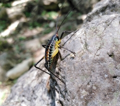 Pterophylla beltrani