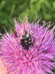 Trichiotinus texanus