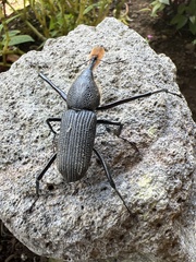 Rhinostomus barbirostris image