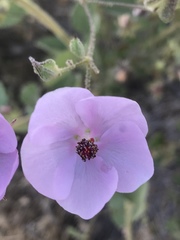 Malacothamnus foliosus