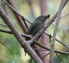Chiroxiphia lanceolata image