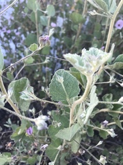 Malacothamnus foliosus