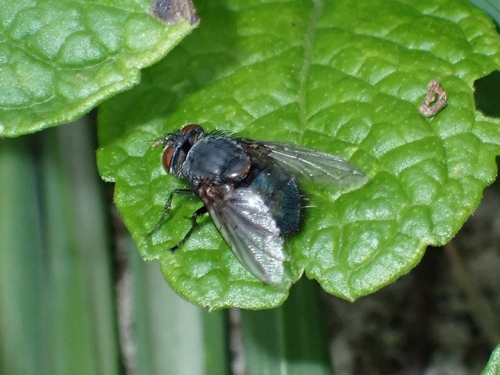 Pales cyanea
