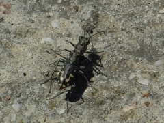 Cicindela senilis