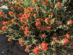 Castilleja chromosa