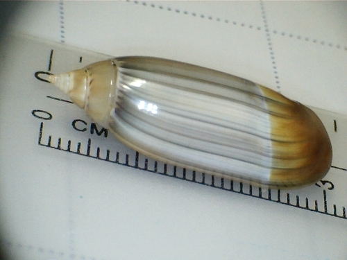 Agaronia acuminata observed 2024-02-11
