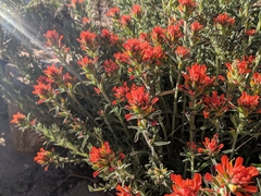 Castilleja chromosa
