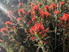 Castilleja chromosa