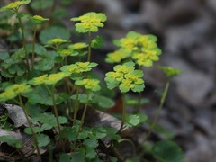 Chrysosplenium alternifolium