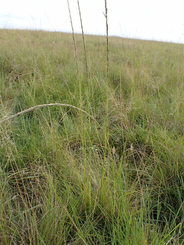 Sporobolus africanus