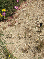 Xylocopa californica