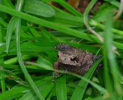 Metaphrynella pollicaris