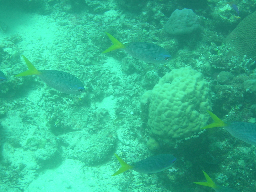 Red-bellied Fusilier