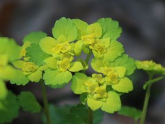 Chrysosplenium alternifolium