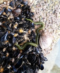 Eulalia clavigera