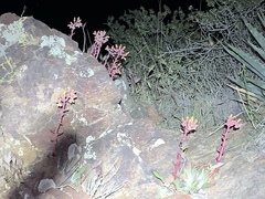 Dudleya saxosa collomiae