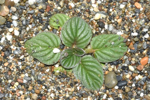 Image of Phacelia argentea by (c) Gabriel Campbell-Martinez, some rights reserved (CC BY)