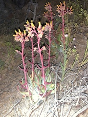 Dudleya saxosa collomiae