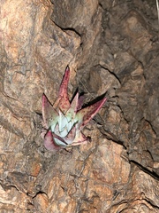 Dudleya saxosa collomiae