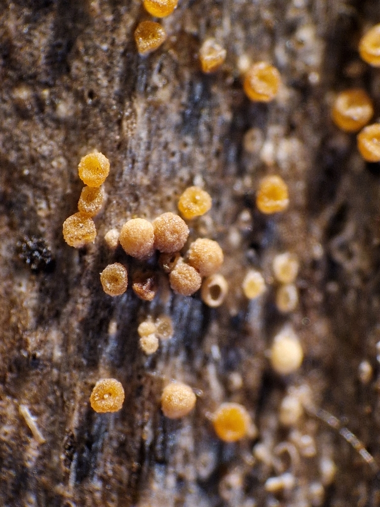 Hydropisphaera arenula