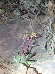 Dudleya saxosa collomiae