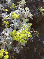Eriogonum crocatum