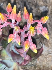 Dudleya saxosa collomiae
