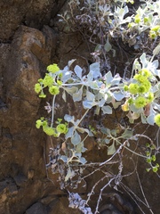 Eriogonum crocatum