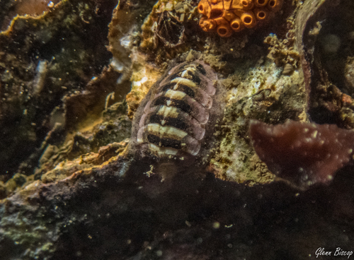Grey Mail-shell, Den Osse 103, 4318 TP Brouwershaven, Nederland, photo 7 of 10